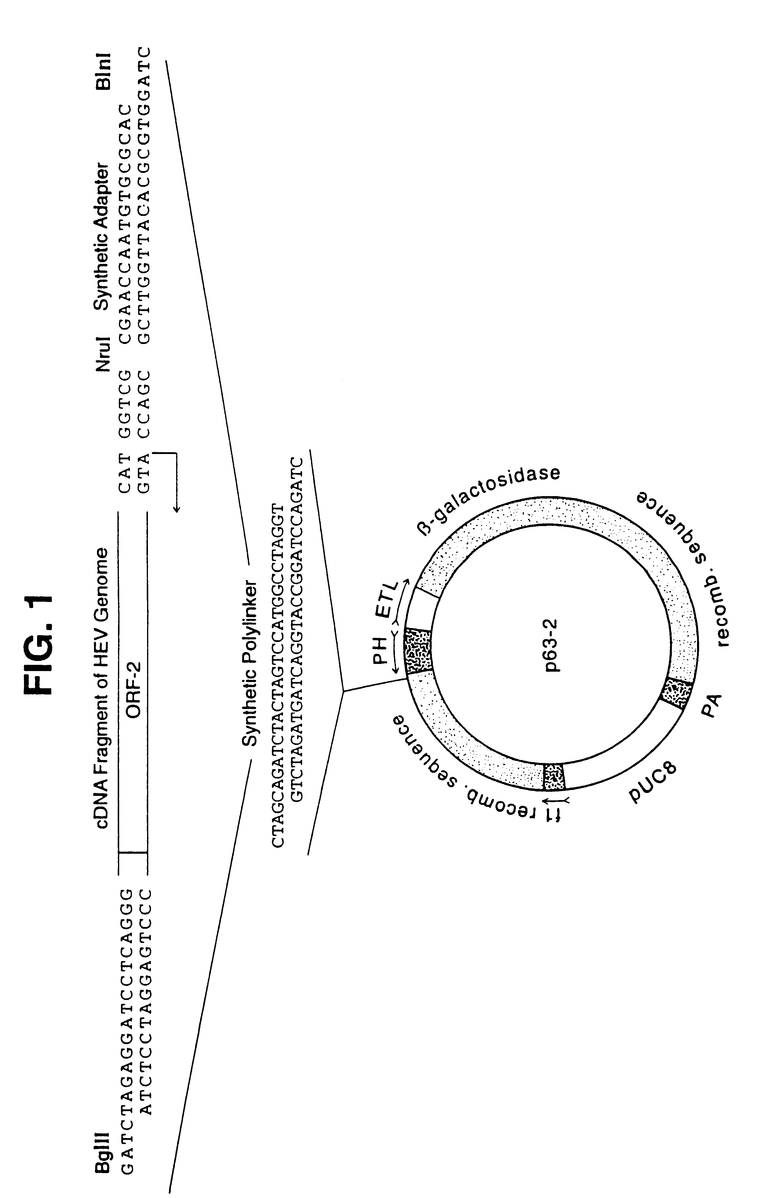 Recombinant proteins of a Pakistani strain of hepatitis E and their use in diagnostic methods and vaccines