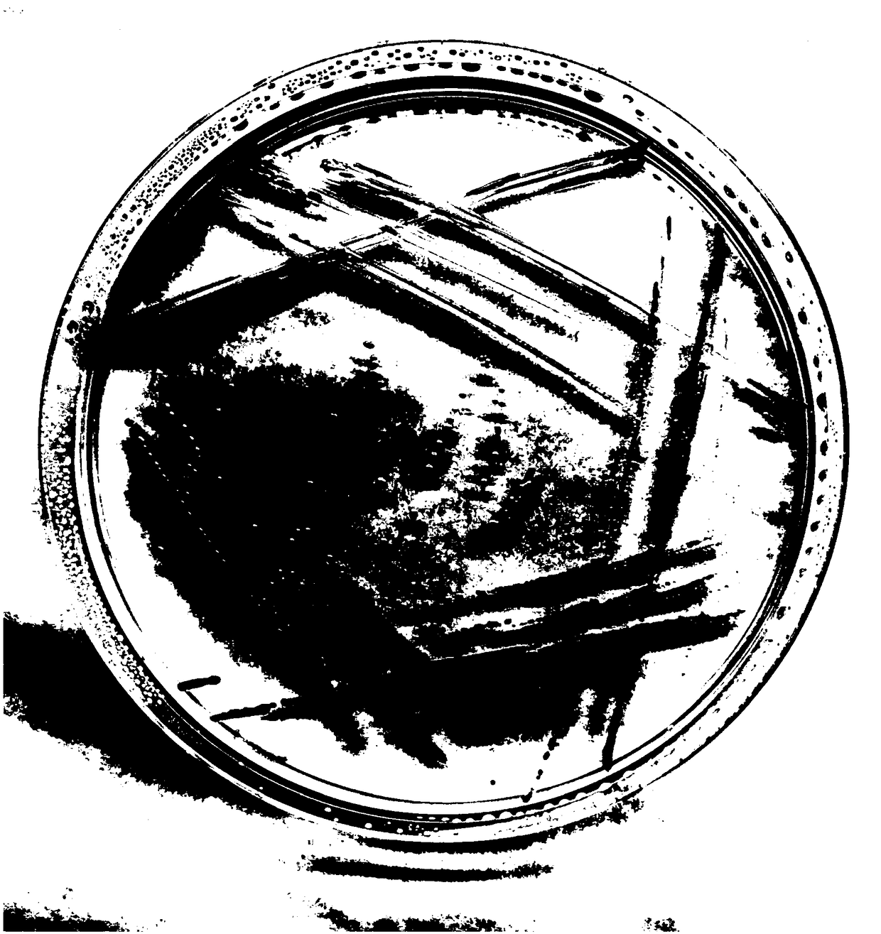 Methylobacterium strain and application thereof