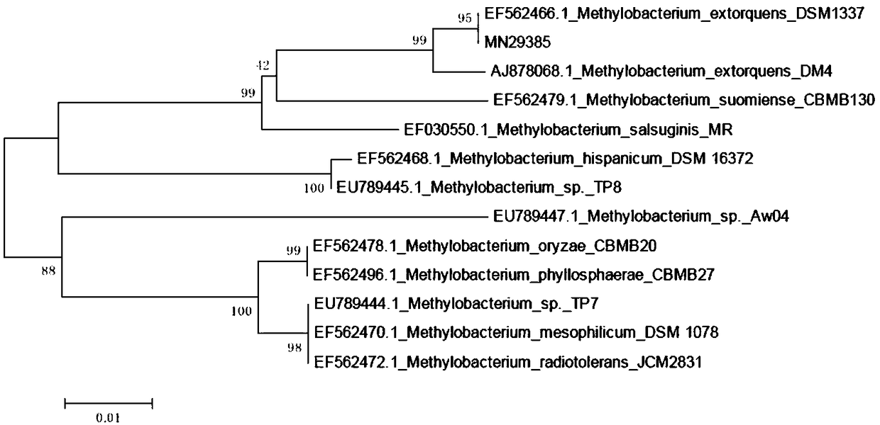 Methylobacterium strain and application thereof