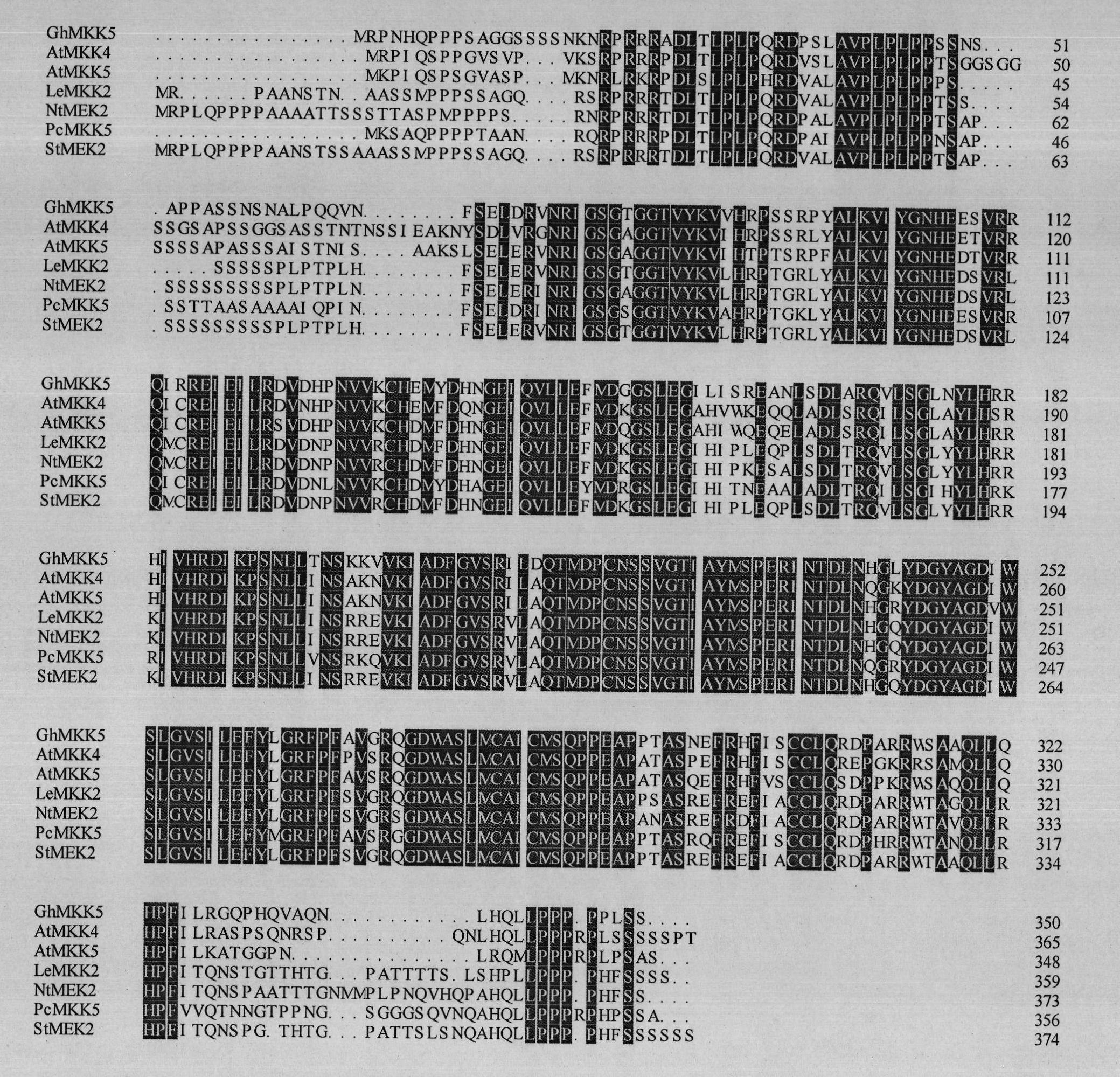 Gene GhMKK5 capable of improving bacterial resistance of transgenic crops and application thereof