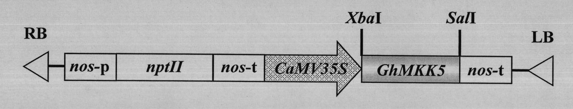 Gene GhMKK5 capable of improving bacterial resistance of transgenic crops and application thereof