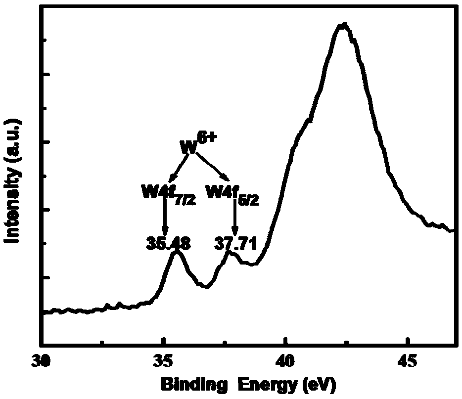 Method for preparing tungsten-doped porous vanadium dioxide powder and thin film by virtue of cotton sacrifice template method