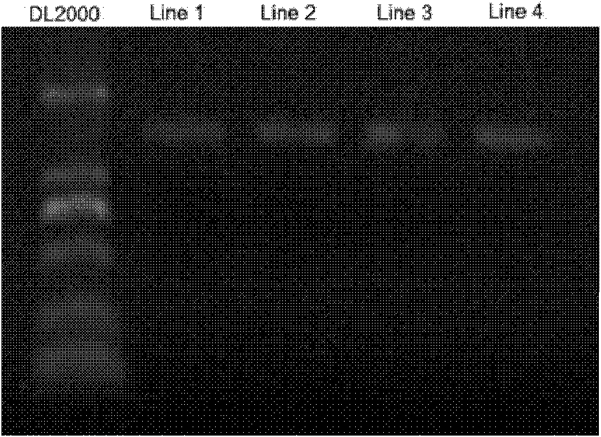 Method for extracting microorganism macrogenome from oil/gas pool environment