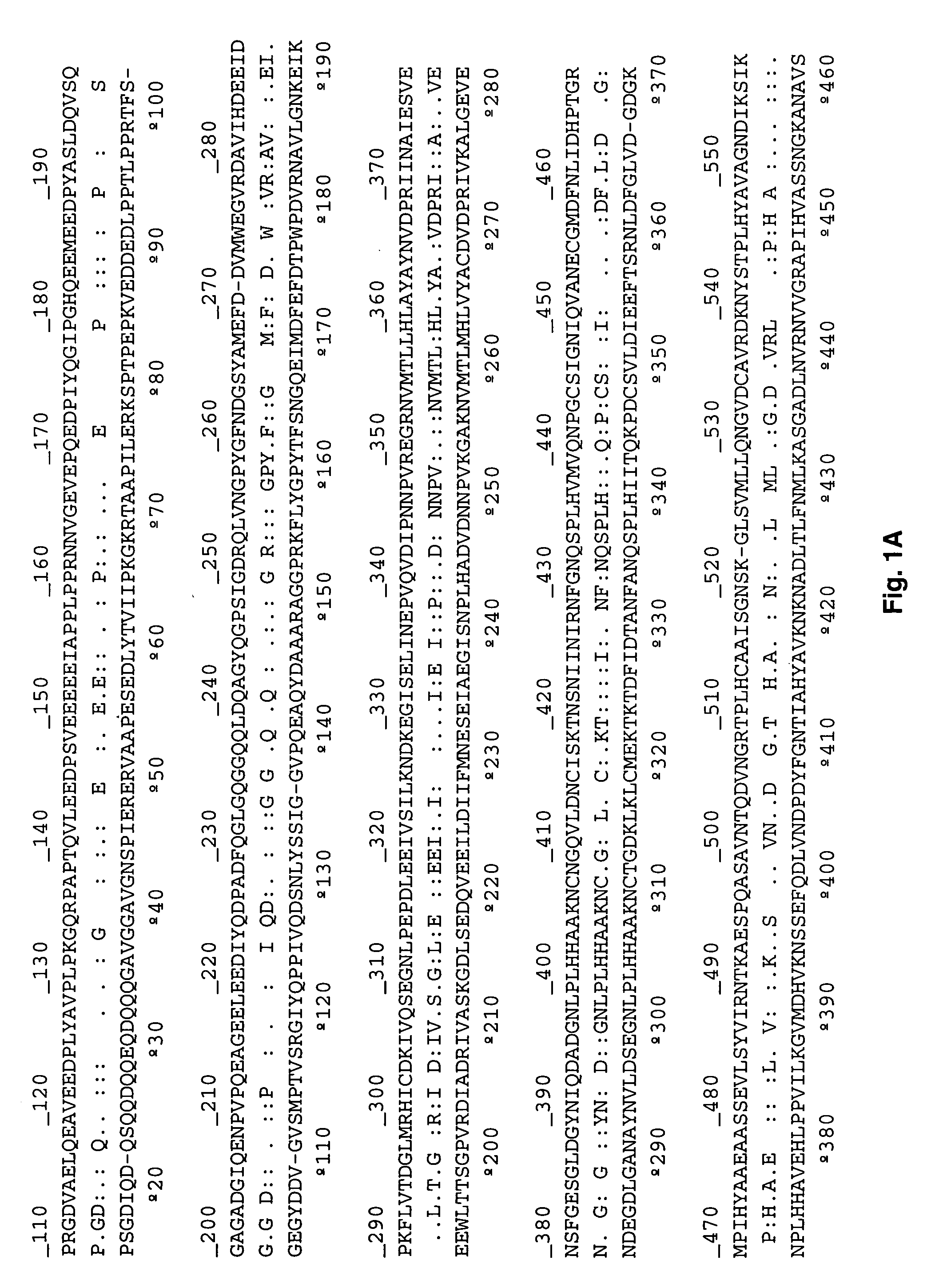 P153 and P156 antigens for the immunodiagnosis of canine and human ehrlichioses and uses thereof