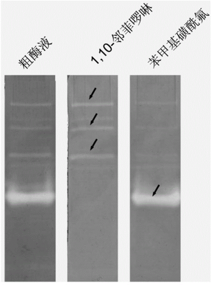 Application of a Protease Spectrum Electrophoresis Detection Method in Rapid Identification of Bacterial Extracellular Proteases