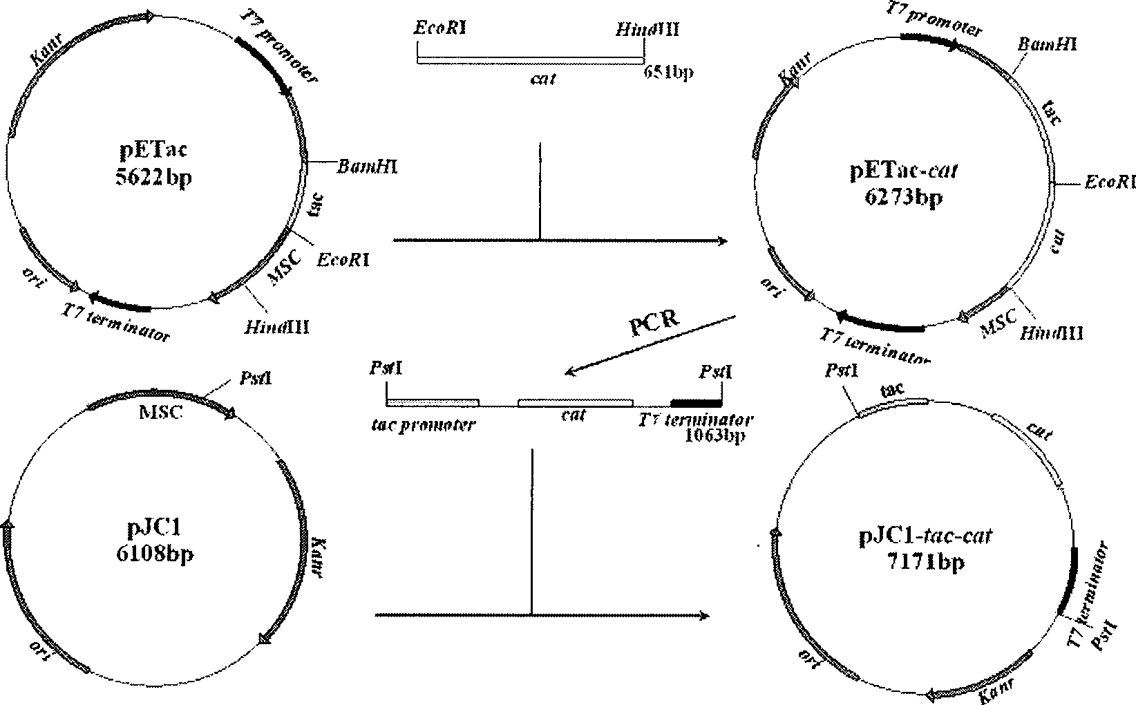 Recombinant corynebacterium crenatum for over expression of N-acetylglutamate kinase and application thereof