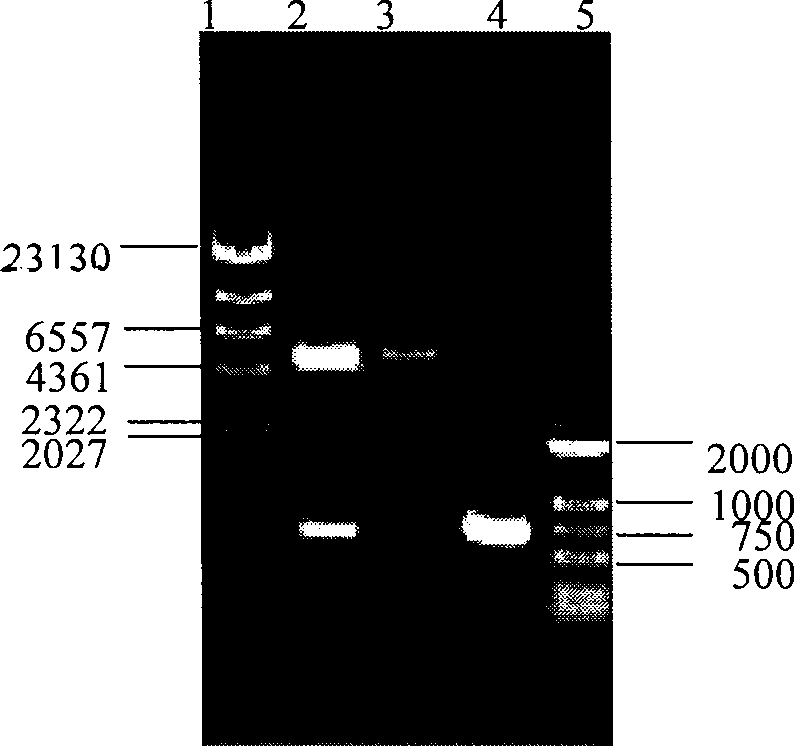 Recombinant corynebacterium crenatum for over expression of N-acetylglutamate kinase and application thereof