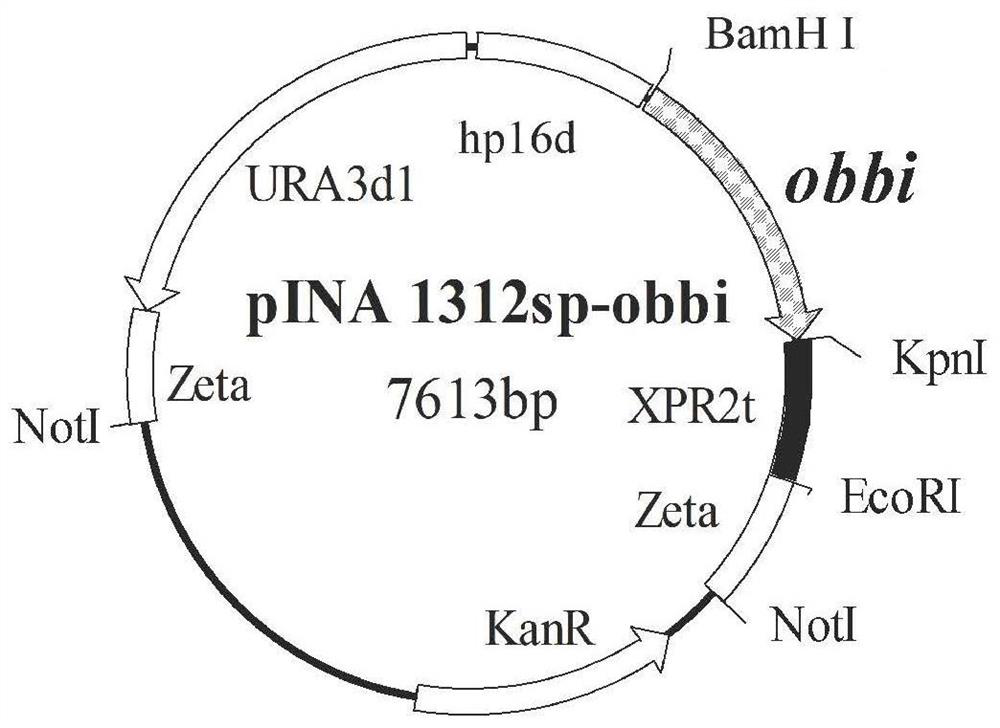 Recombinant saccharomyces cerevisiae and application thereof in production of conjugated linoleic acid