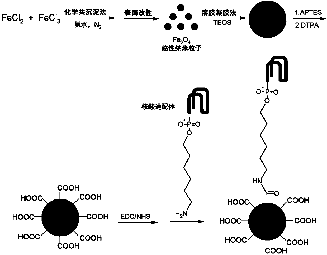 Single-stranded DNA aptamer modified SiO2/Fe3O4 magnetic microsphere preparation method