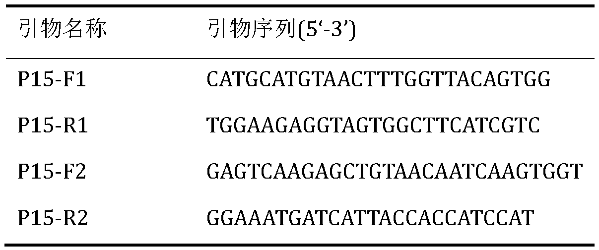 The dominant expression of aatcp15 gene promoter and its application in the glandular hairs of Artemisia annua