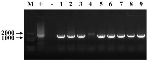 The dominant expression of aatcp15 gene promoter and its application in the glandular hairs of Artemisia annua