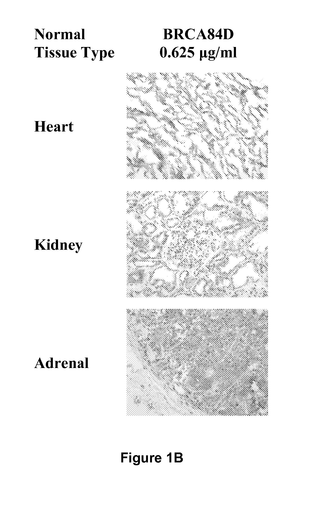 Antibodies Reactive with B7-H3, Immunologically Active Fragments Thereof and Uses Thereof