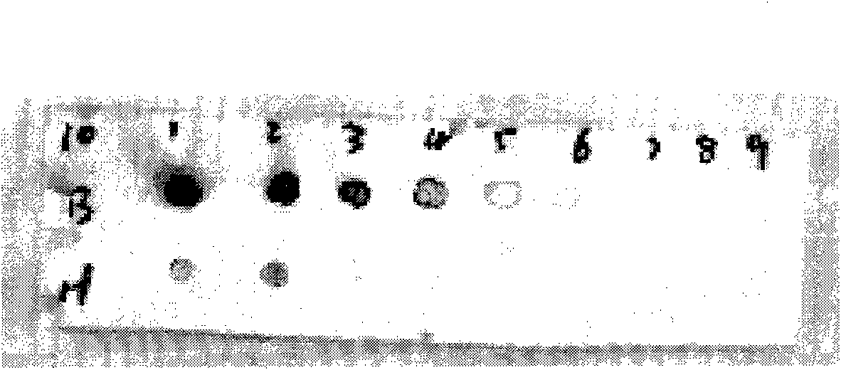 Detection method for trace protein of Chinese medicinal injection