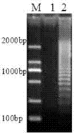 Method for rapid detection of Listeria monocytogenes viable bacteria in liquid milk