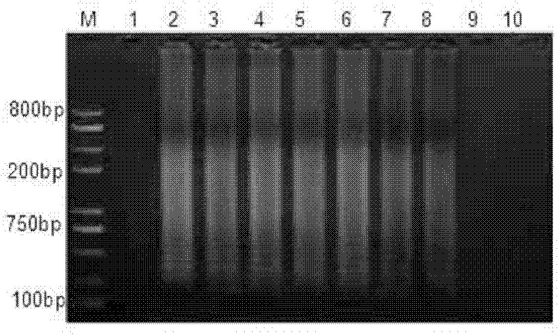 Method for rapid detection of Listeria monocytogenes viable bacteria in liquid milk