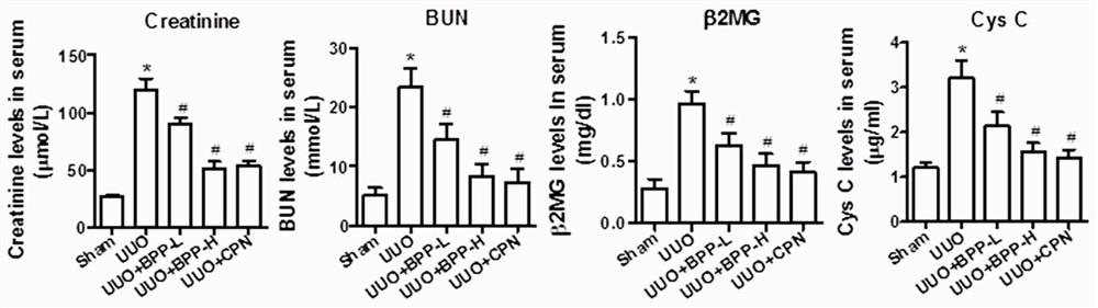 Application of Balanophora extract in preparation of anti-renal fibrosis drug