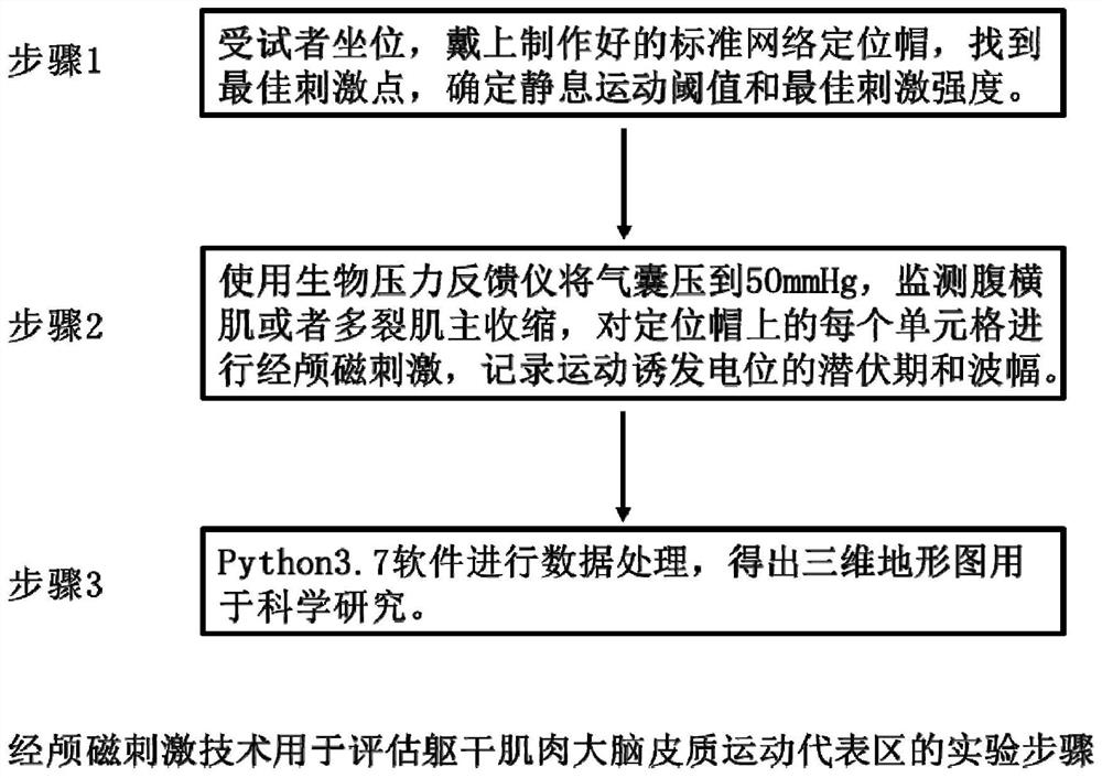 A method for assessing the motor representation area of ​​the cerebral cortex of the trunk muscles and its application