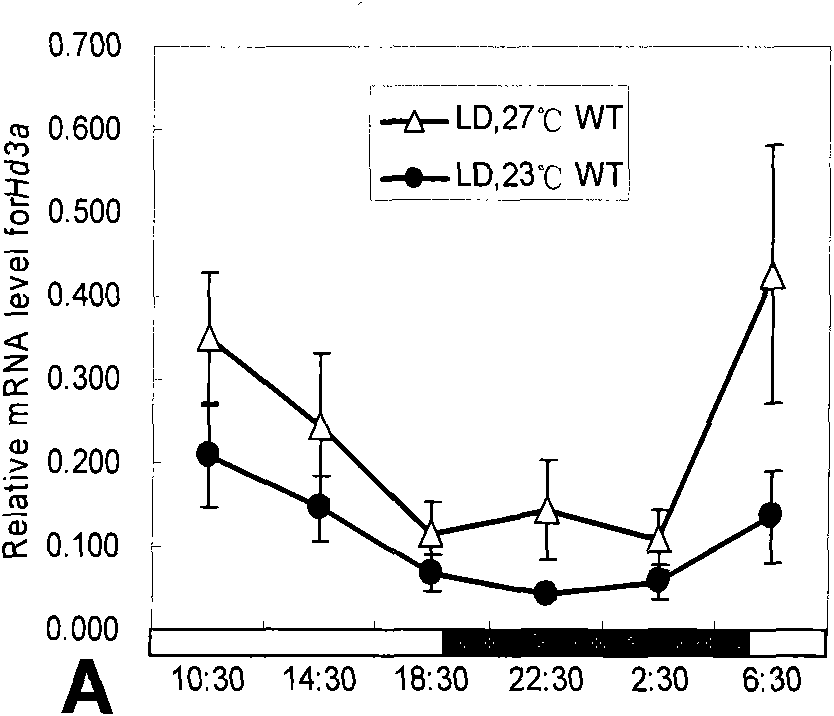 Photoperiodic tolerant mutant hd1-3 gene for regulating and controlling flowering time of rice and application thereof