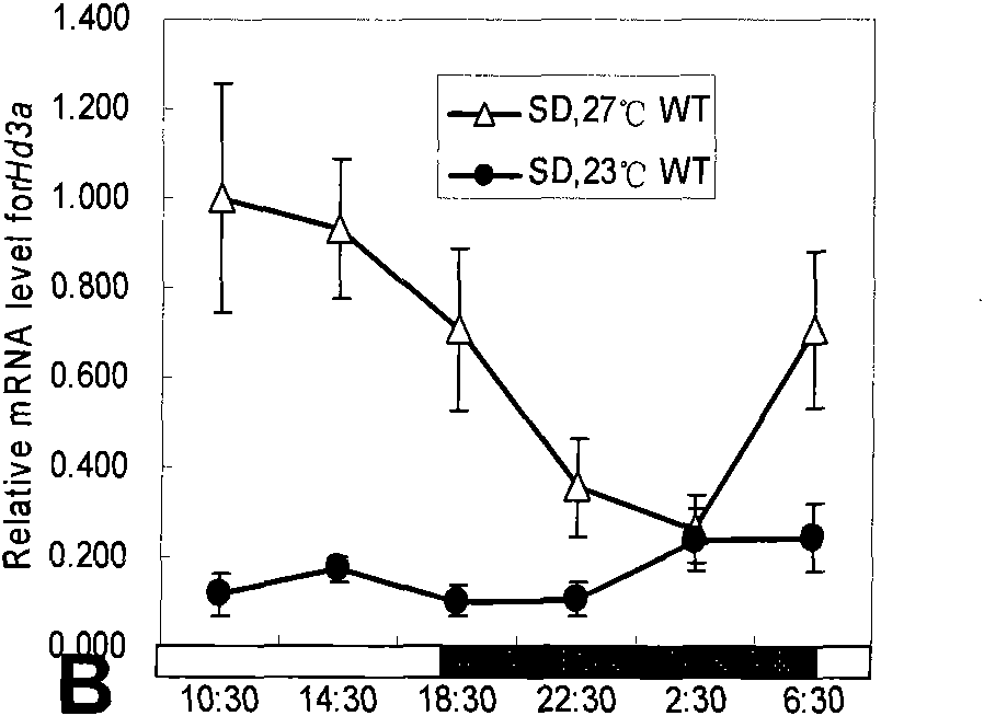 Photoperiodic tolerant mutant hd1-3 gene for regulating and controlling flowering time of rice and application thereof