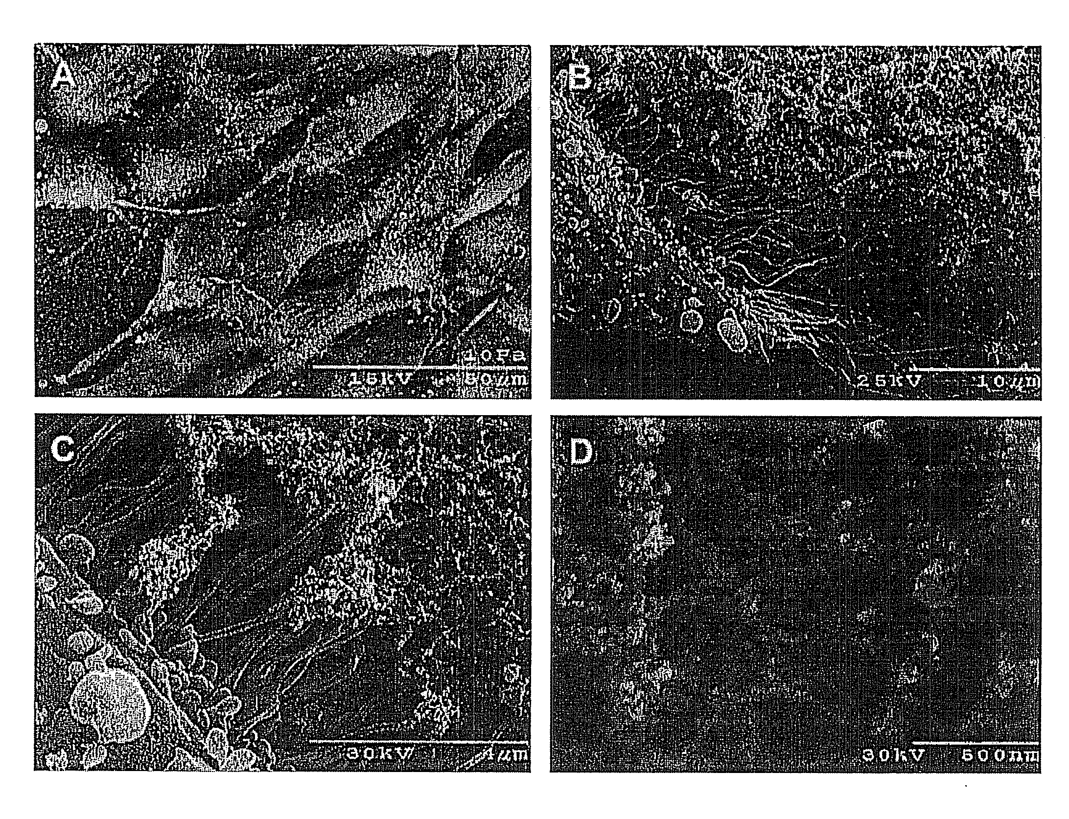 Methods and Apparatus for Manufacturing Plasma Based Plastics and Bioplastics Produced Therefrom