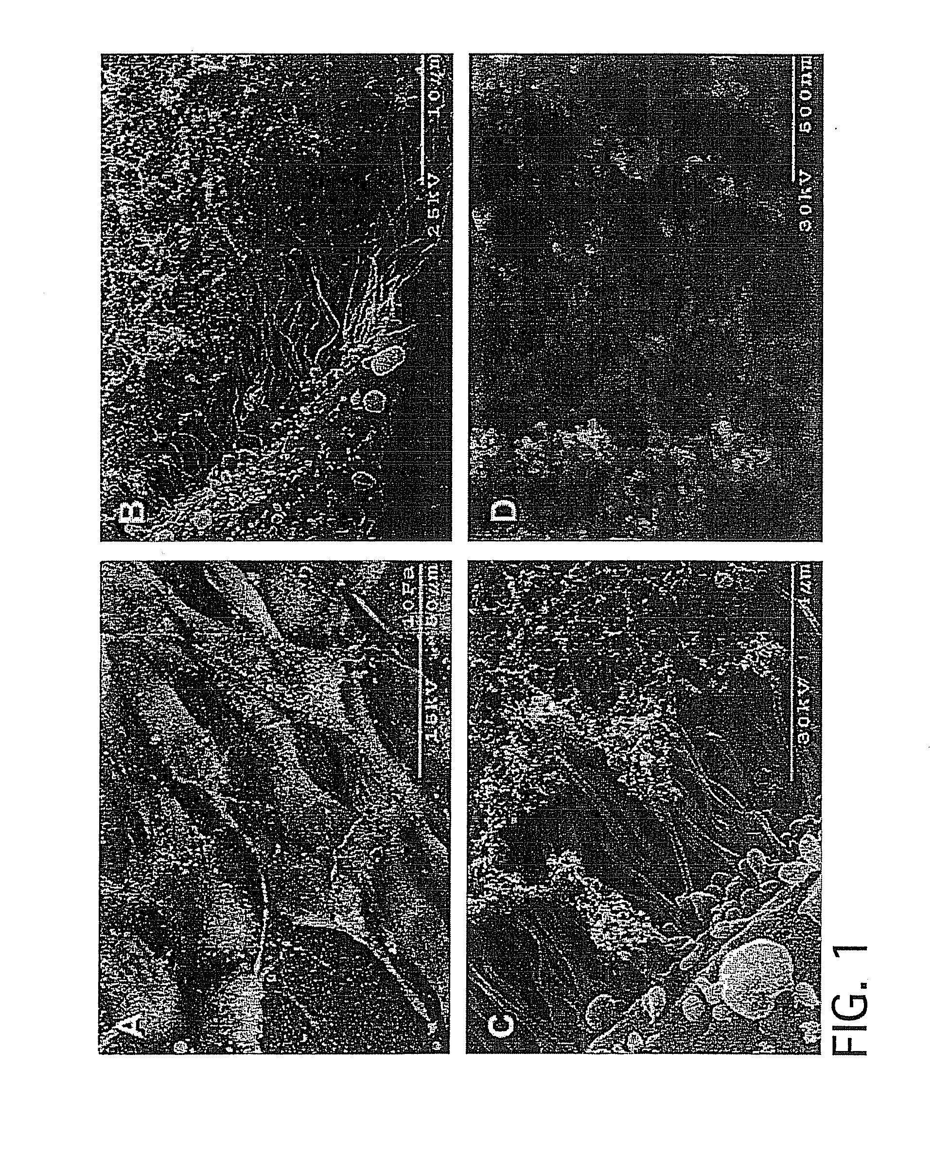 Methods and Apparatus for Manufacturing Plasma Based Plastics and Bioplastics Produced Therefrom