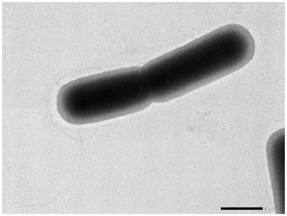 A fusiform lysine bacillus with ethanethiol and dimethyl disulfide degradation ability and its application