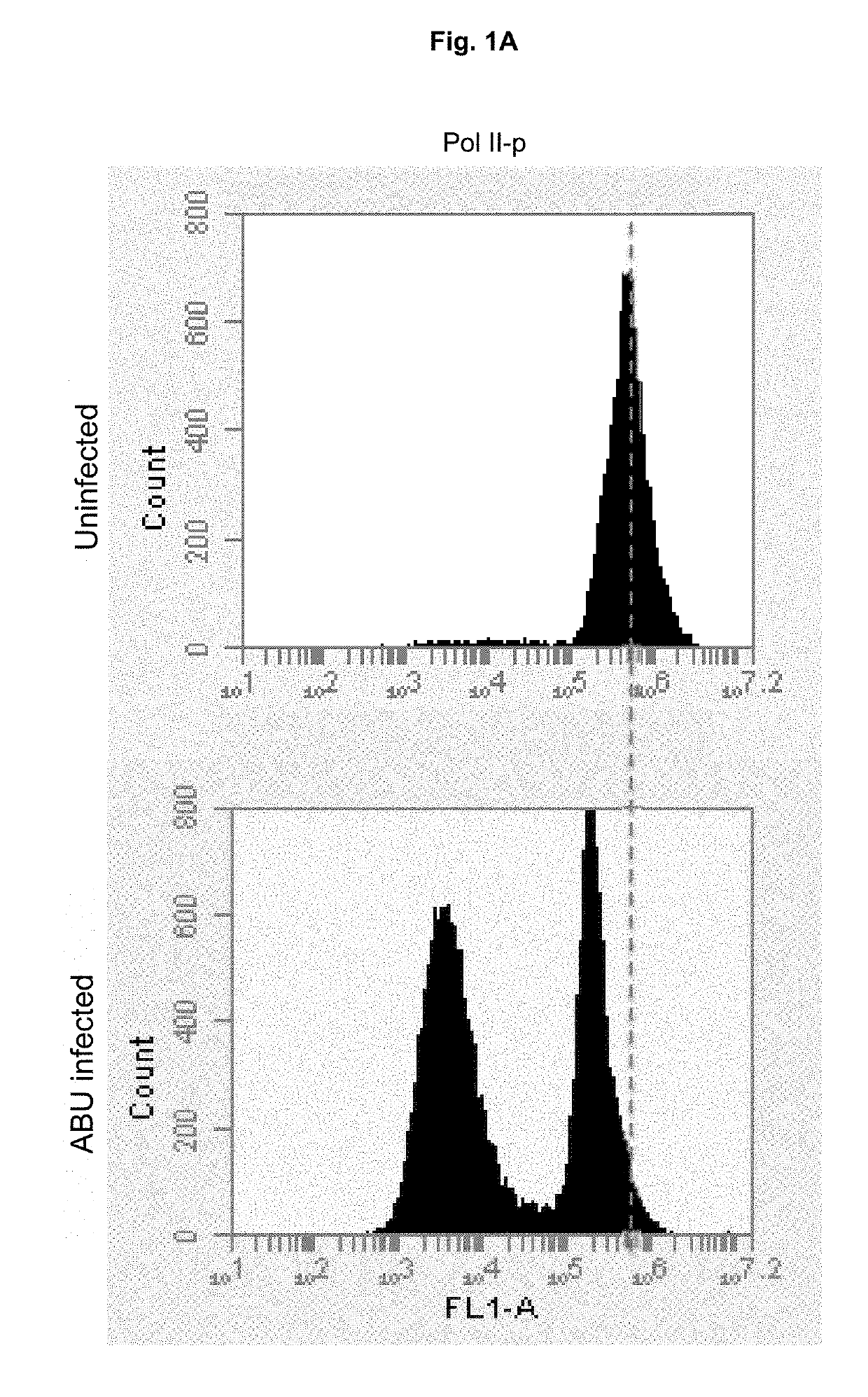 Inhibitor of RNA polymerase ii