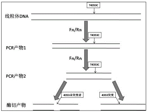 Kit for detecting mitochondrial T4353C mutation linked to hypertension and application thereof