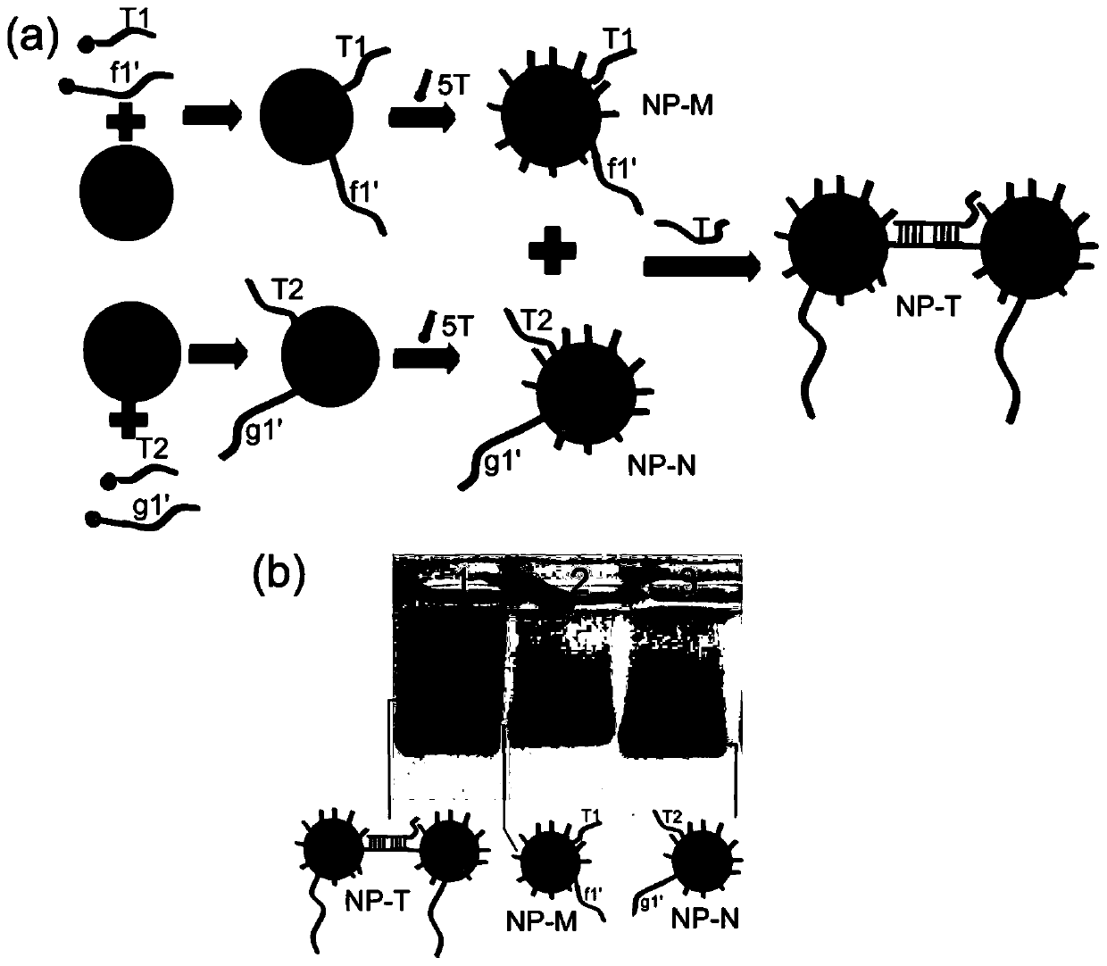 A DNA molecular logic gate based on dna Origami and its construction method