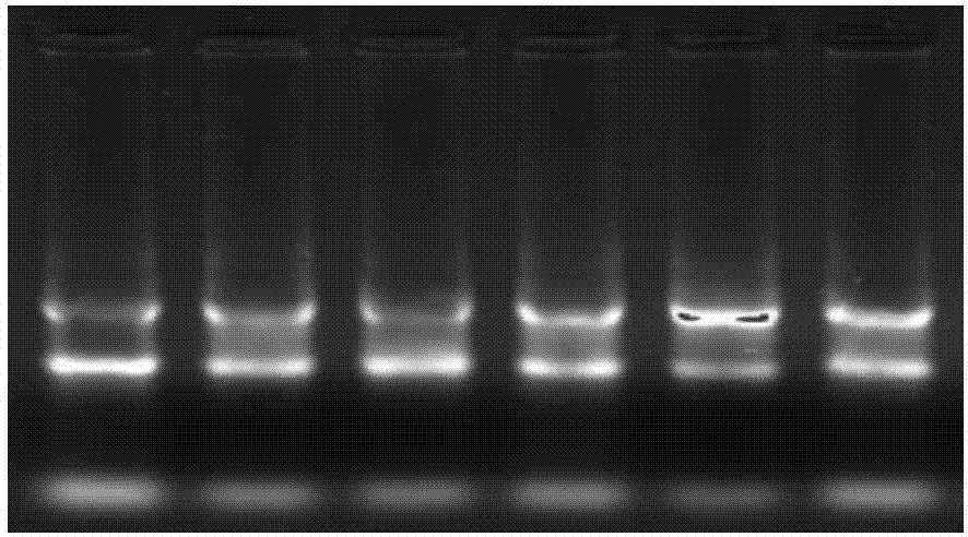 miRNA marker associated with colorectal cancer metastasis in plasma and application thereof