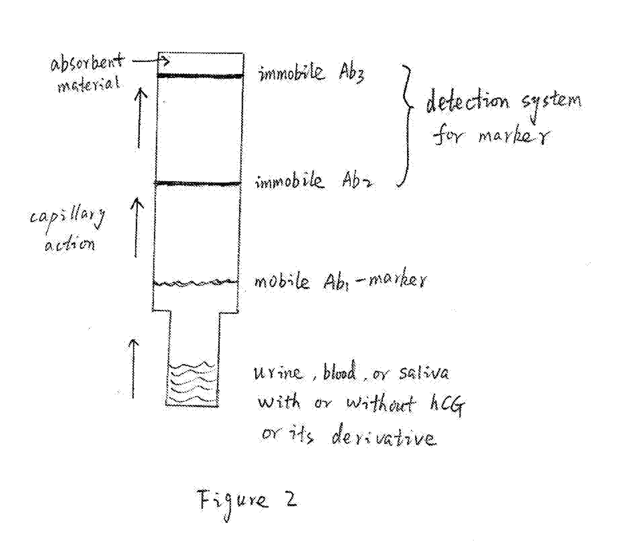 Diagnostic detection device and method for detecting human chorionic gonadotropin or derivative in urine, blood, saliva, or other body fluid