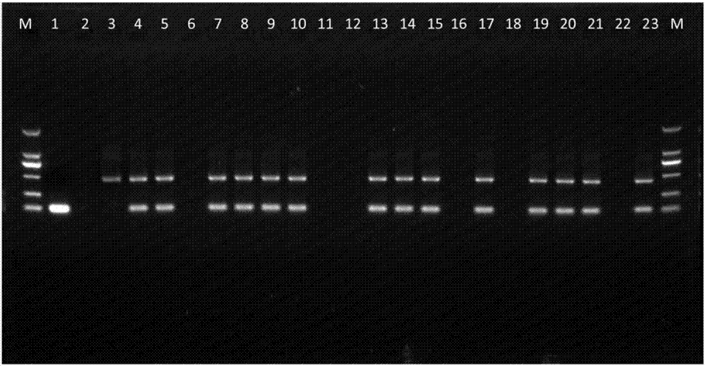 Pear PbrmiR397a and application thereof