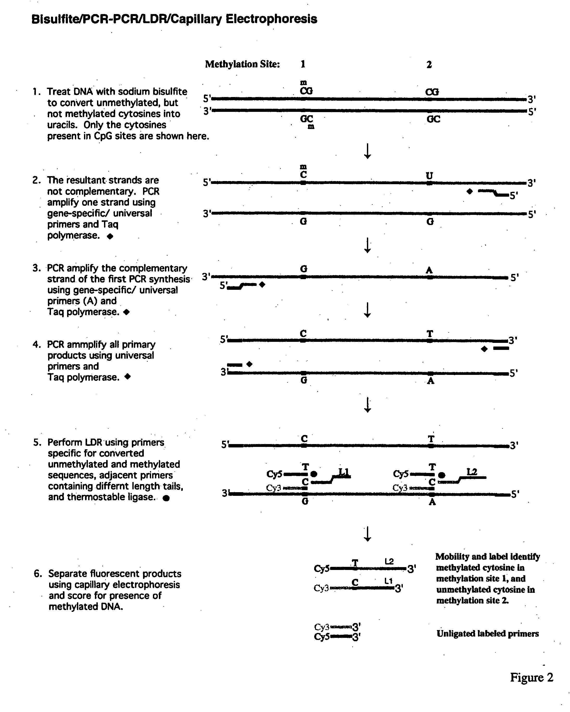 Method for detection of promoter methylation status