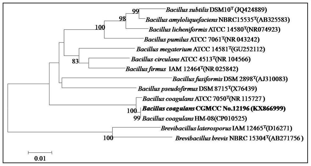 A new strain of Bacillus coagulans and its probiotics and feed