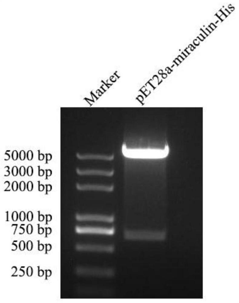 Miraculin recombinant protein and expression and purification method thereof