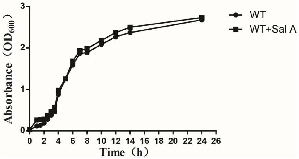 Application of salvianolic acid a in the preparation of medicines for the treatment of pneumonia caused by methicillin-resistant Staphylococcus aureus