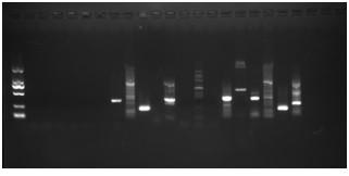 Saline-alkaline tolerant molecular marker C1480 of portunus trituberculatus and application thereof