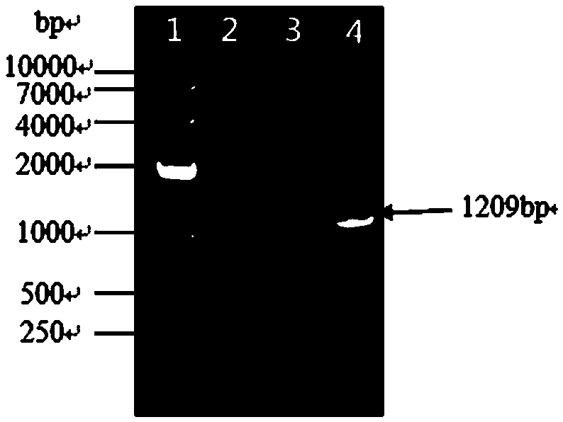 A method for screening 1-deoxyxylulose-5 phosphate racemase inhibitors from marine microbial fermentation broth