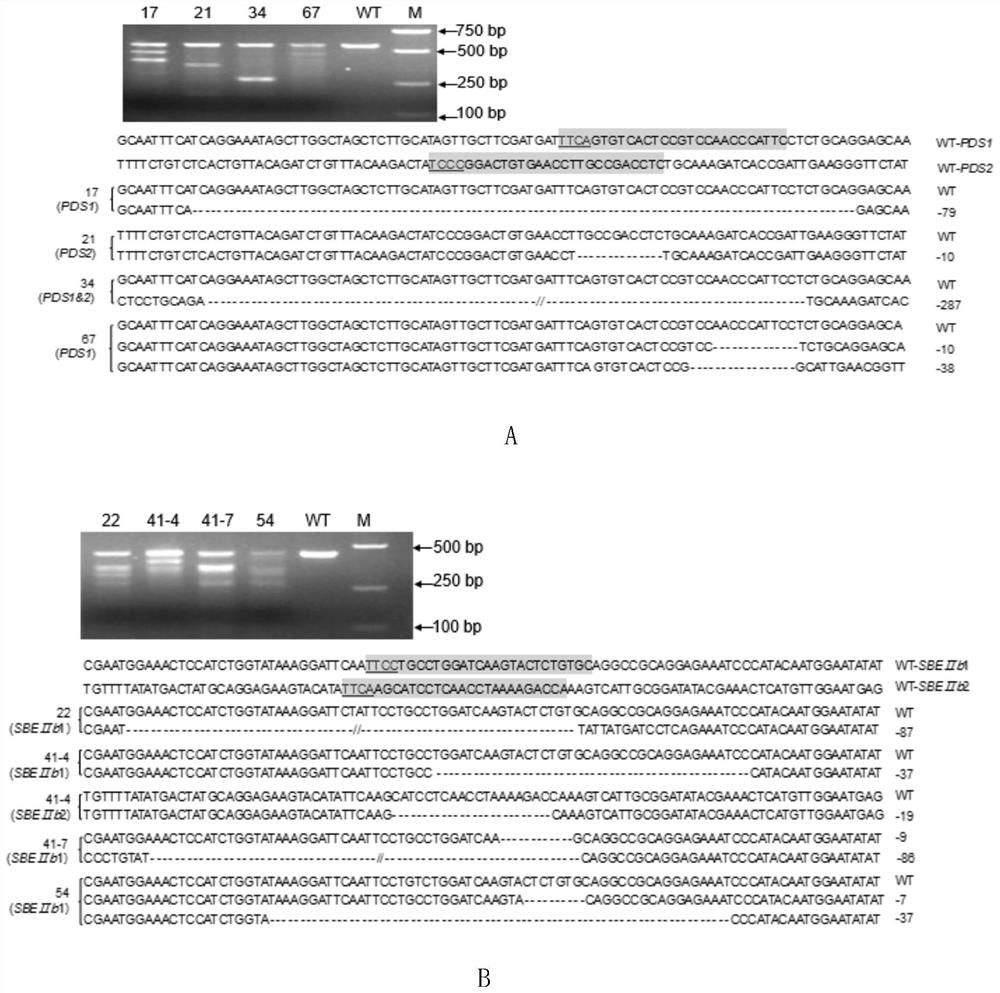 Use of lbcpf1-rr mutants for CRISPR/cpf1 system in plant gene editing