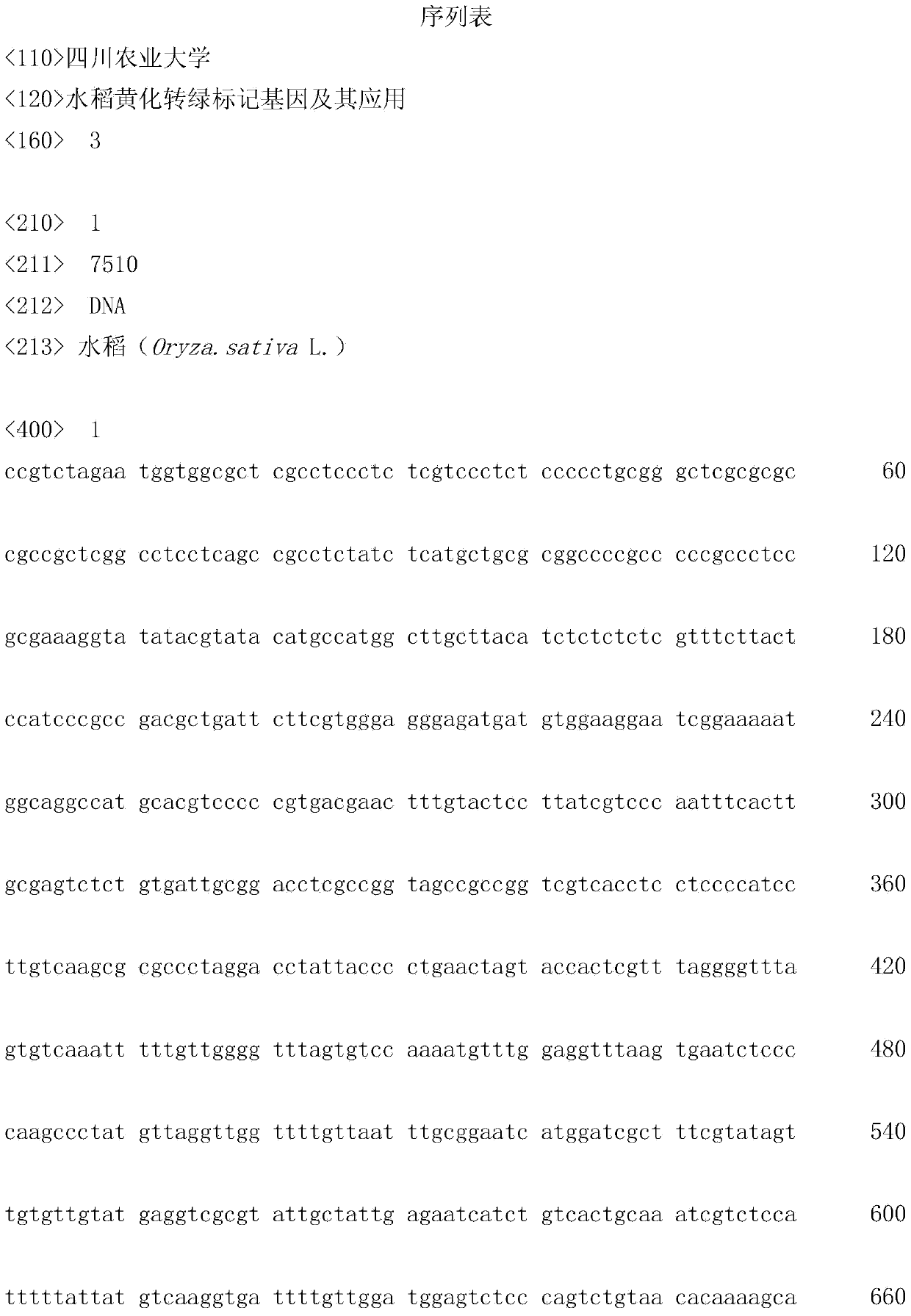 Rice yellowing-to-greening marker gene and application thereof