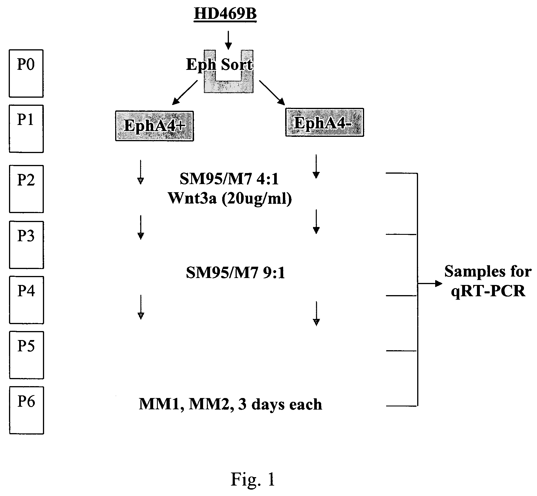 EphA4-positive human adult pancreatic endocrine progenitor cells