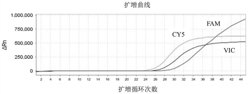 Primer and probe composition for detecting helicobacter pylori 23SrRNA gene mutation as well as application and kit of primer and probe composition