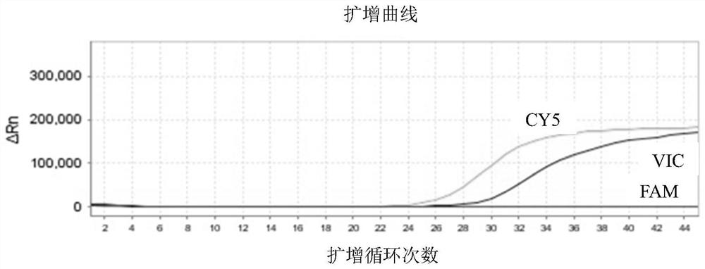 Primer and probe composition for detecting helicobacter pylori 23SrRNA gene mutation as well as application and kit of primer and probe composition