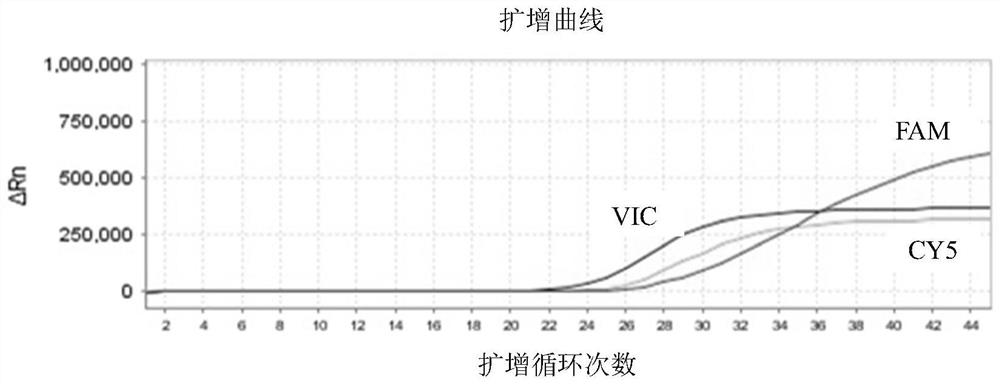 Primer and probe composition for detecting helicobacter pylori 23SrRNA gene mutation as well as application and kit of primer and probe composition