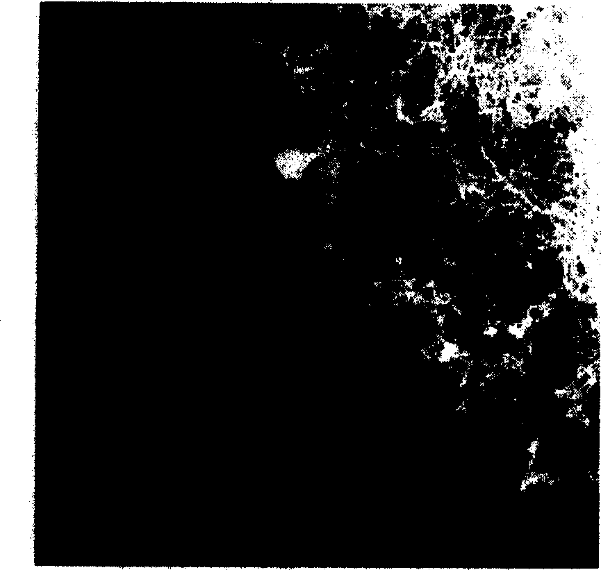 Method and apparatus for continuous preparation of carbon nanometer tube material from coal