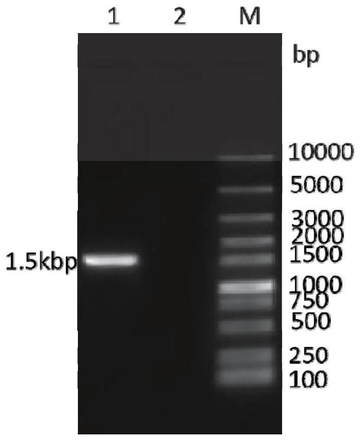 Genetic engineering subunit vaccine of goat contagious pleuropneumonia as well as preparation method and application thereof