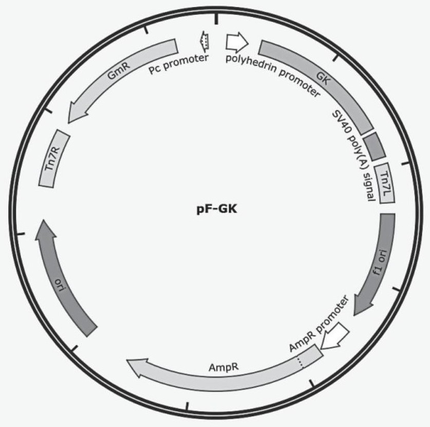 Genetic engineering subunit vaccine of goat contagious pleuropneumonia as well as preparation method and application thereof