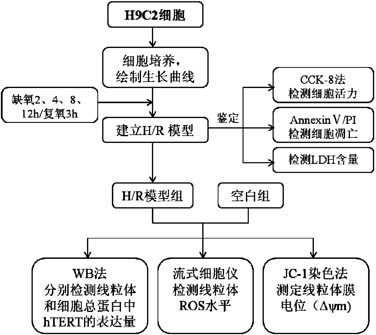 Identification method and system for anoxia-reoxygenation injury of myocardial cells