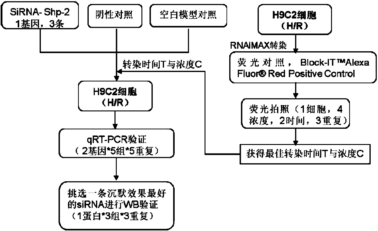 Identification method and system for anoxia-reoxygenation injury of myocardial cells