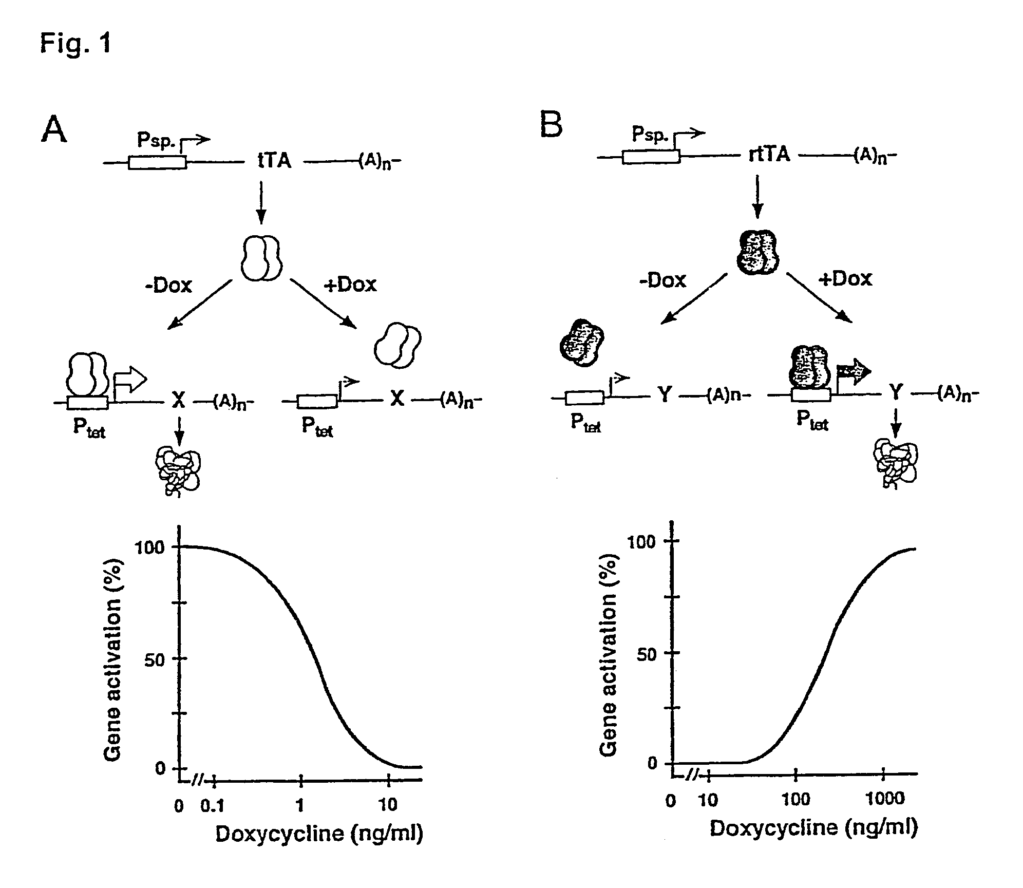 Chromosomal loci for the stringent control of gene activities via transcription activation systems